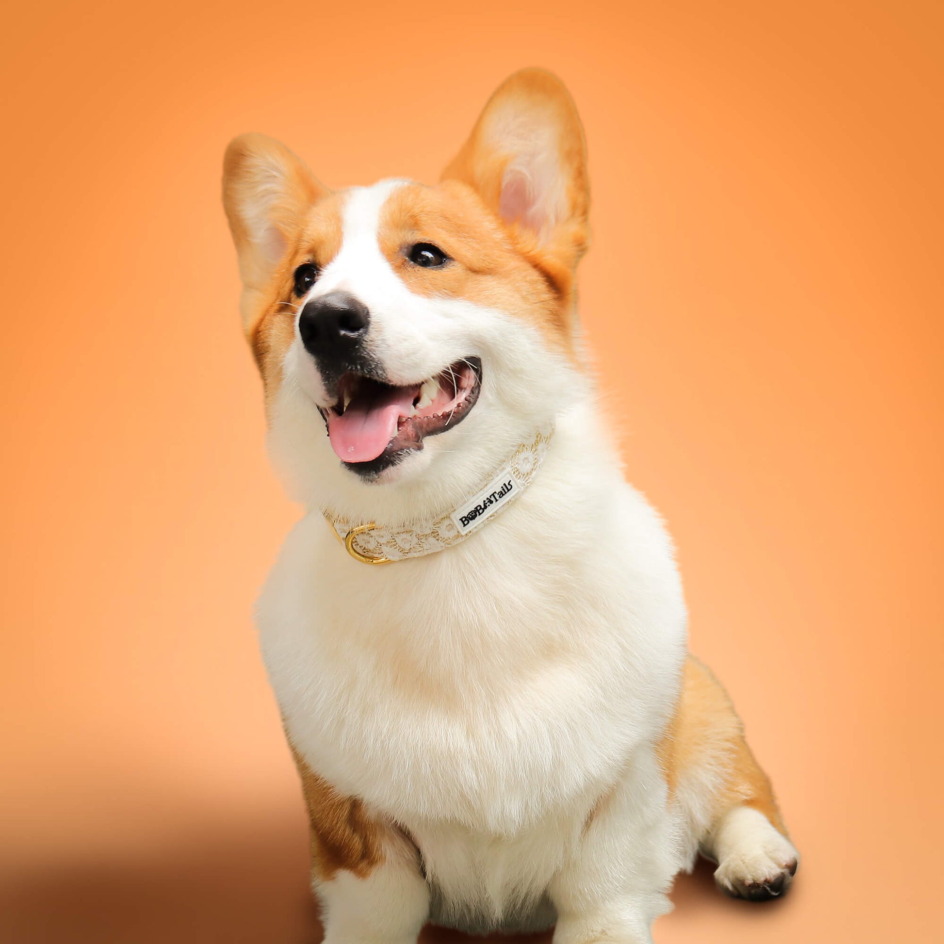 フローラルブリリアンスドッグカラー