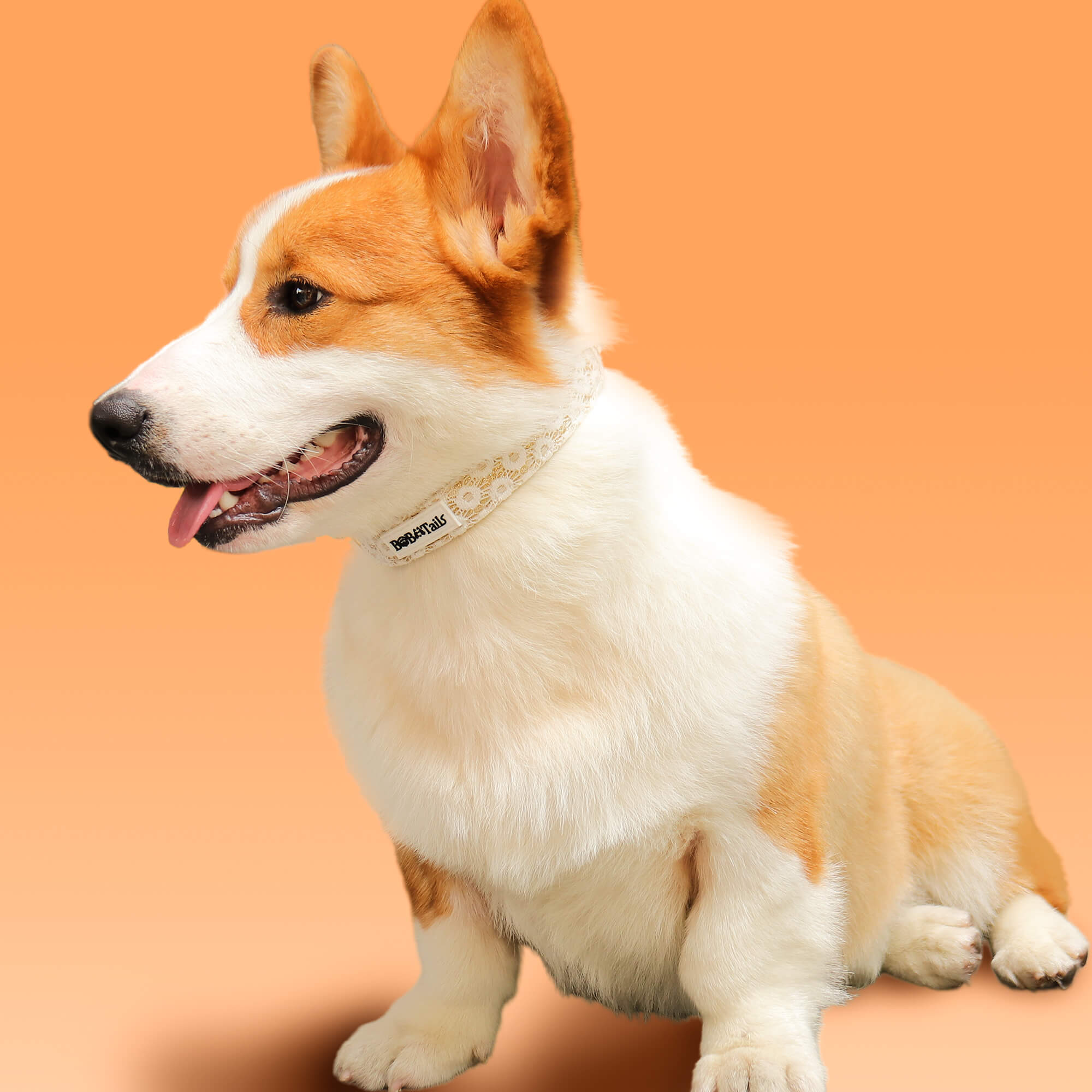 Floral Brilliance Dog Collar