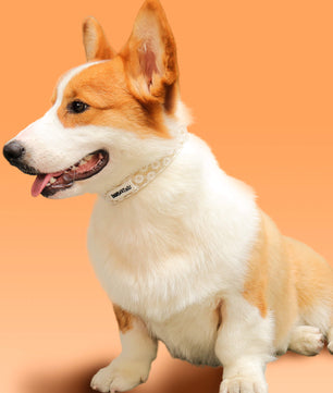 フローラルブリリアンスドッグカラー