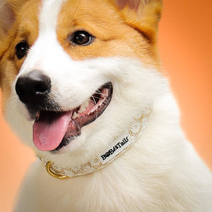 Collier de chien floral de brillance