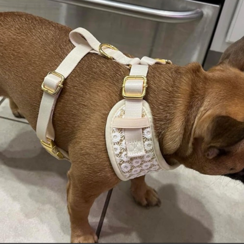 Floral brilliance luxury dog harness for frenchie dogs 