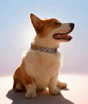 Flower Print dog training collars matching harness and owner accessories for daily dog walks