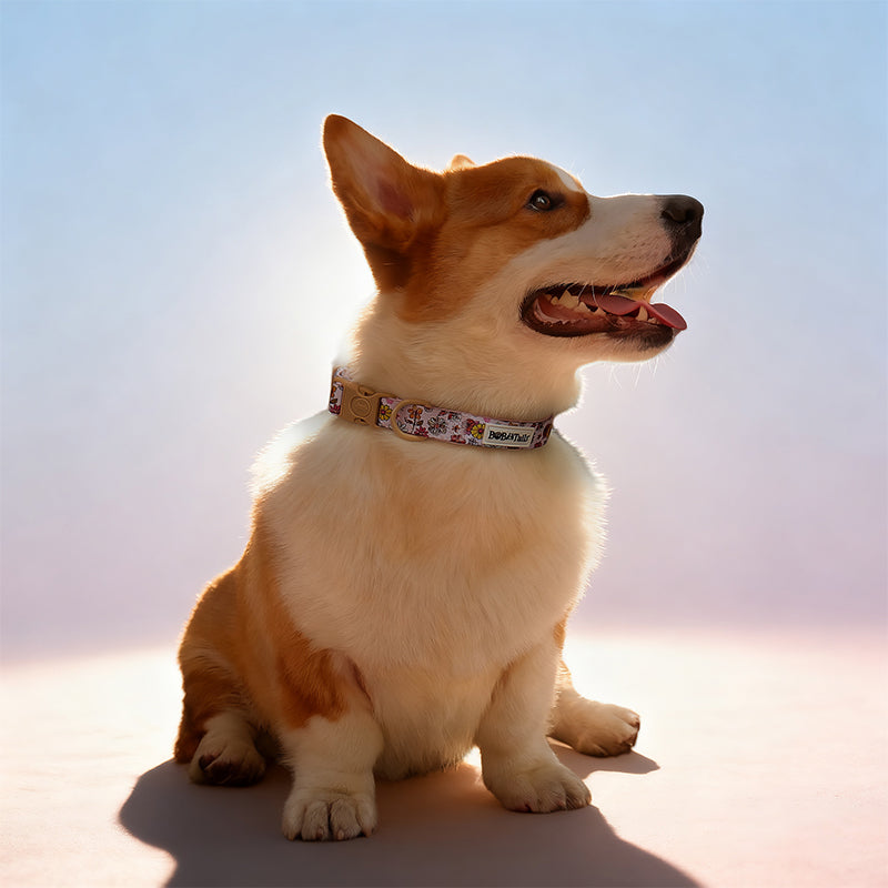 Flower Print dog training collars matching harness and owner accessories for daily dog walks