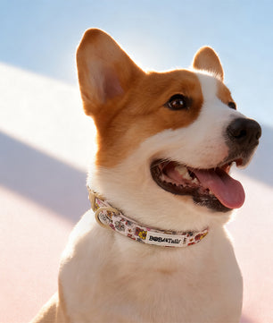 Flower Print pretty dog collars matching harness and owner accessories for daily dog walks
