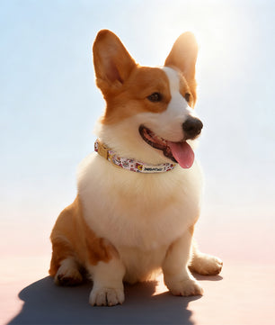 Flower Printed cutest dog collars  matching harness and owner accessories for daily dog walks