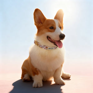 Flower Printed cutest dog collars  matching harness and owner accessories for daily dog walks