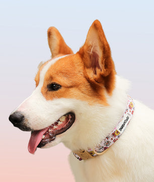 Flower Printed dog collars for female dogs matching harness and owner accessories for daily dog walks