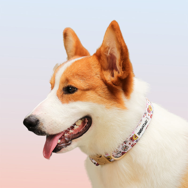 Flower Printed dog collars for female dogs matching harness and owner accessories for daily dog walks