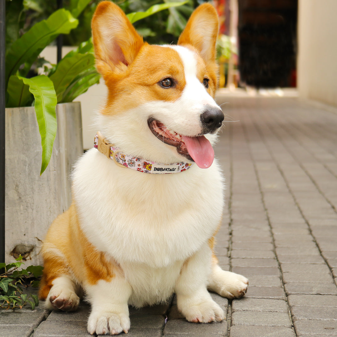 Flower print best dog collars for puppies  matching the leopard harness and owner accessories for daily dog walks