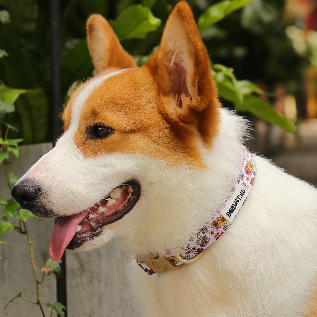 Flower Printed dog collar matching the leopard harness and owner accessories for daily dog walks