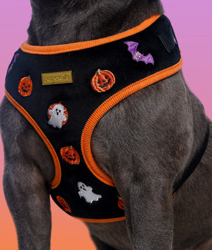 Dog wearing a Halloween-themed harness with pumpkins, ghosts, and bats on frenchie dogs-bobotails
