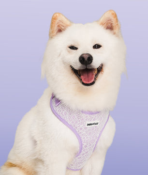 Lavender dog harness for medium dogs