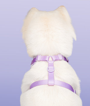 Lavender dog harness for medium dogs