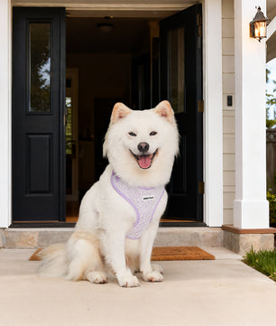 Lavender dog harness for medium dogs