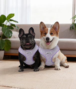 Lavender dog harness for medium dogs