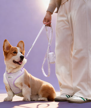 Beauté de la laisse de chien en dentelle