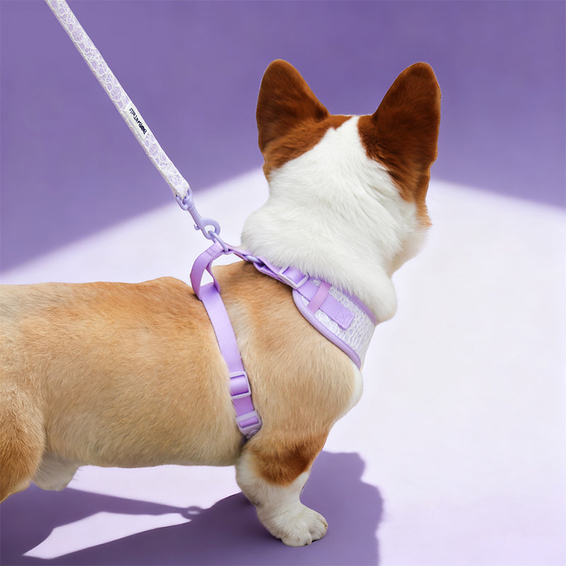 Beauty of Lace Dog Leash