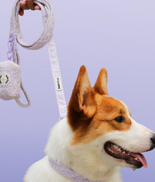 Lavender lace dog leash and collar set for small medium dogs | Bobotails