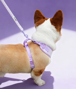 Small dog leash lavender lace design – matching dog and owner outfits | Bobotails