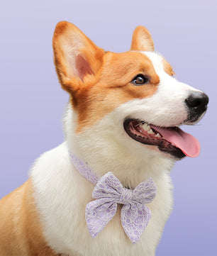 Lavender lace bow tie collar for dogs  design to match the lavender lace harness and owner accessories for daily dog walks