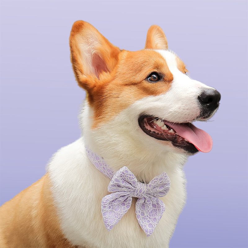 Lavender lace bow tie collar for dogs  design to match the lavender lace harness and owner accessories for daily dog walks