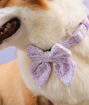 Lavender lace bow tie collars for dogs designed to match the harness and owner accessories in a coordinated system