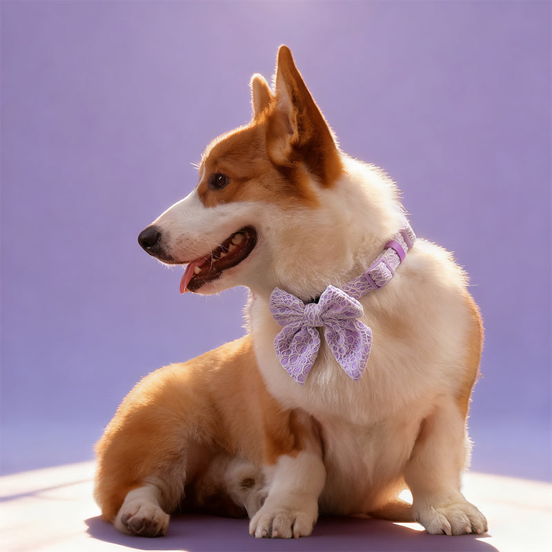 Lavender lace bow tie for dog design to match the lavender lace harness and owner accessories for daily dog walks