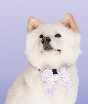 Lavender lace collar bow ties for dogs design to match the lavender lace harness and owner accessories for daily dog walks