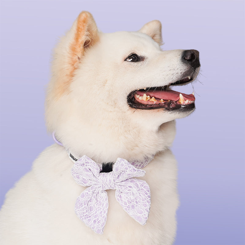 Lavender lace dog bow ties  design to match the lavender lace harness and owner accessories for daily dog walks