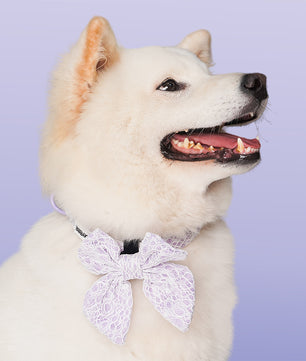 Lavender lace dog bow ties  design to match the lavender lace harness and owner accessories for daily dog walks