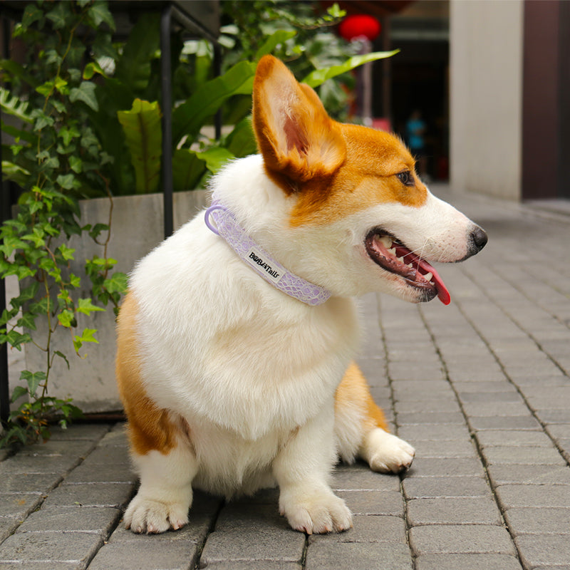 Corgi dog wearing a purple collar on a paved area with plants in the background.