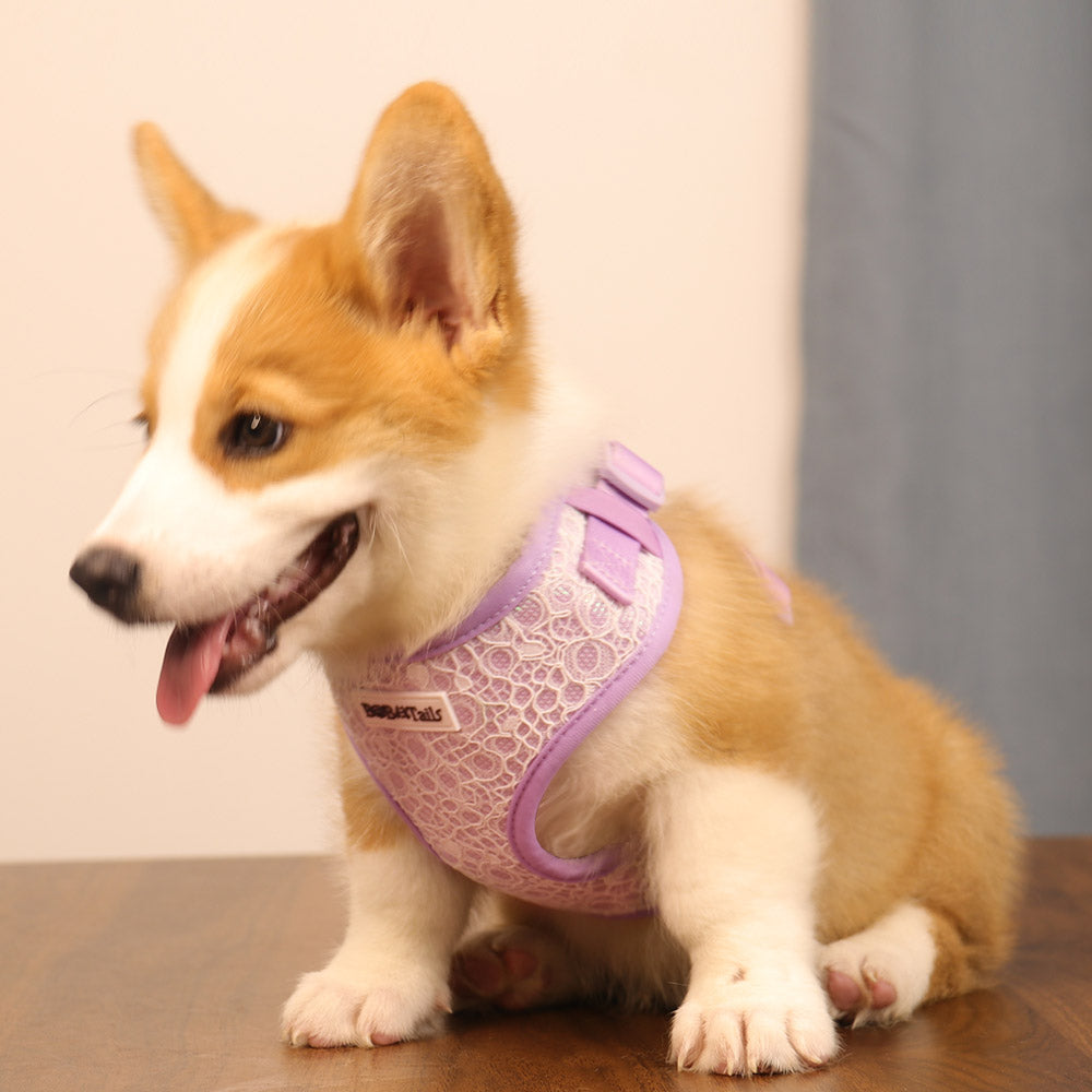 Lavender lace dog harness for extra small dog designed as part of a matching dog and owner accessory system for everyday walks