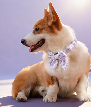 Lavender lace dog harness leash and collar set esigned to complement the harness and accessories within the set