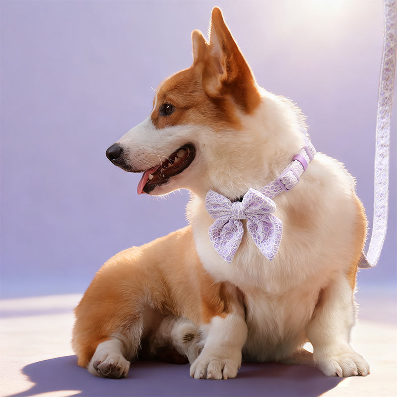 Lavender lace dog harness leash and collar set esigned to complement the harness and accessories within the set