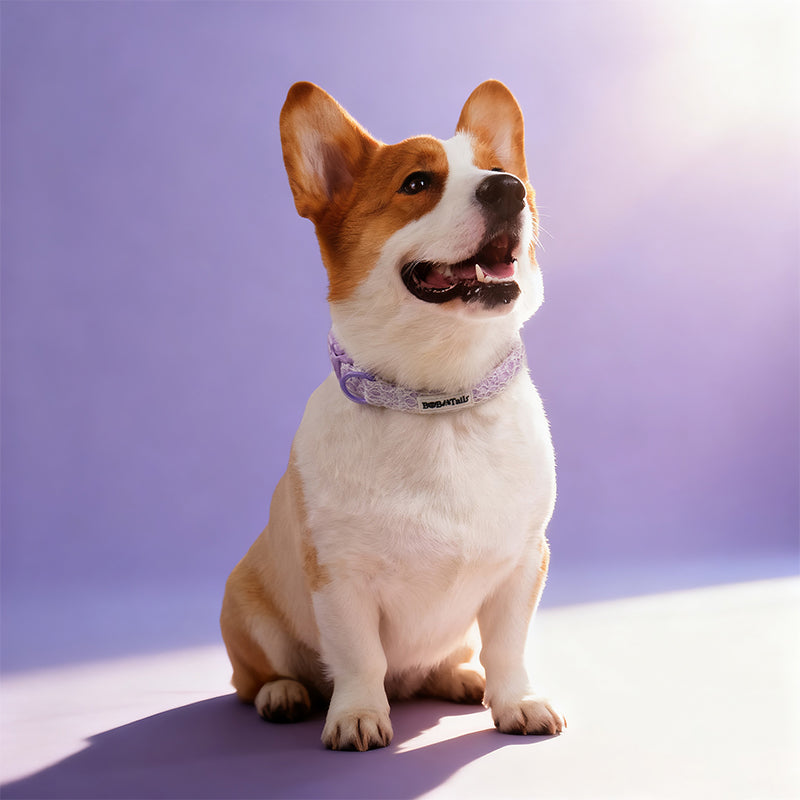 Lavender lace dog training collars matching the leopard harness and owner accessories for daily dog walks