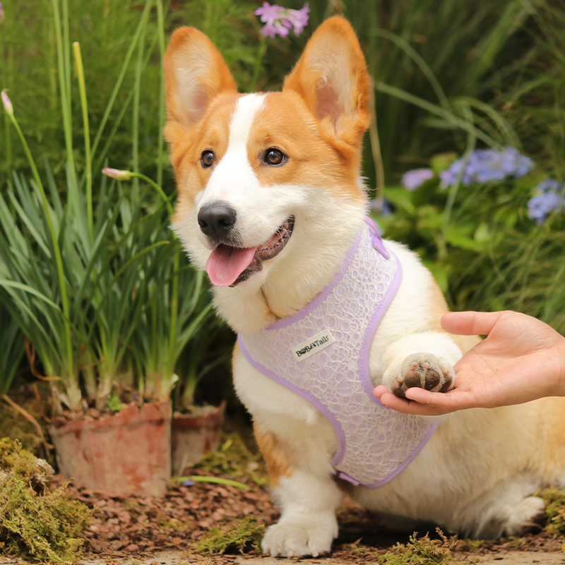 Lavender lace emotional support dog vest  designed as part of a matching dog and owner accessory system for everyday walks