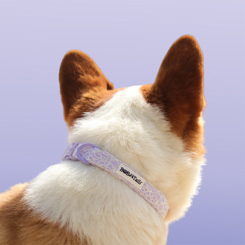 Lavender lace pitbull dog collar  designed to match lavender lace dog harness and owner accessories in a coordinated set