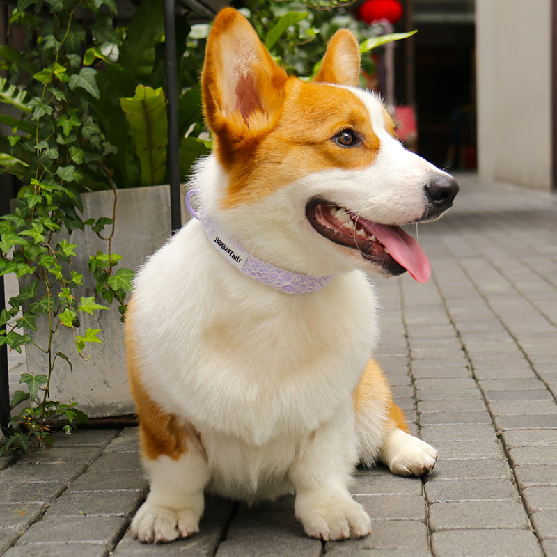 Corgi dog sitting outdoors on a paved surface with greenery in the background.