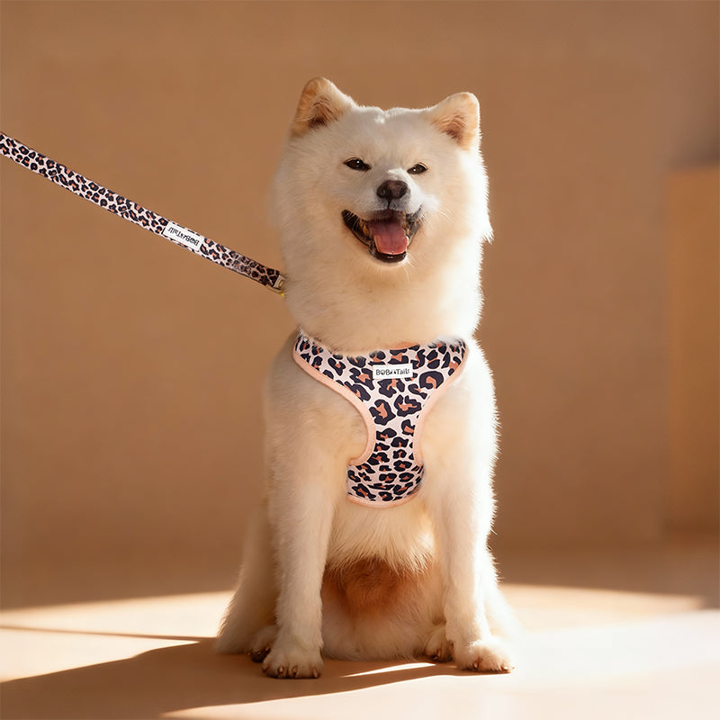leopard printed dog leash matching the harness and owner accessories in a coordinated set