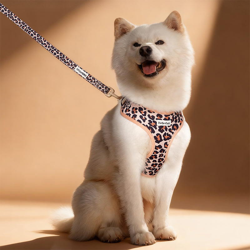 White dog wearing a leopard print harness and leash on a beige background