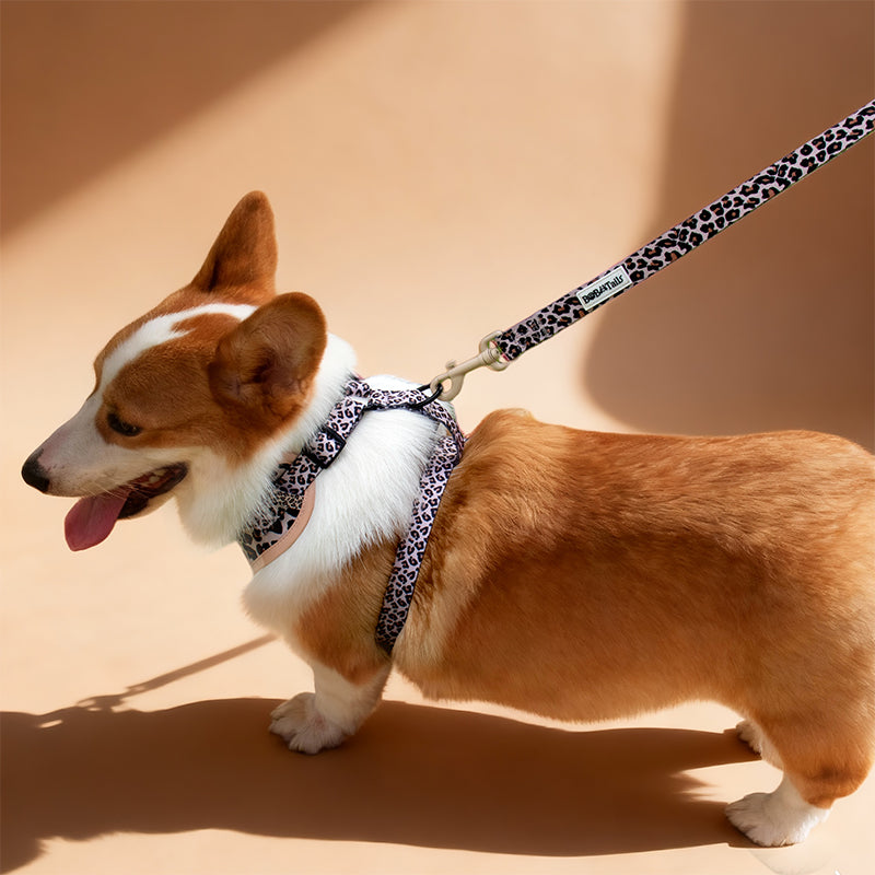 Laisse de chien imprimé léopard