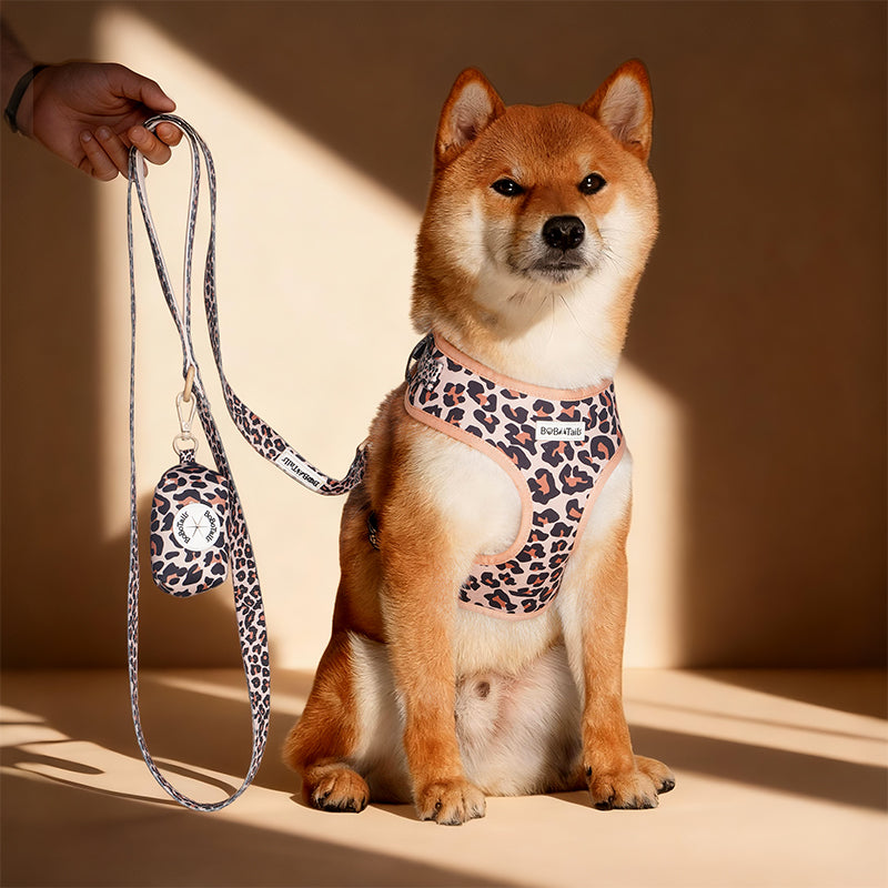 Dog wearing a leopard print harness with a leash matching the leopard harness and owner accessories for daily dog walks