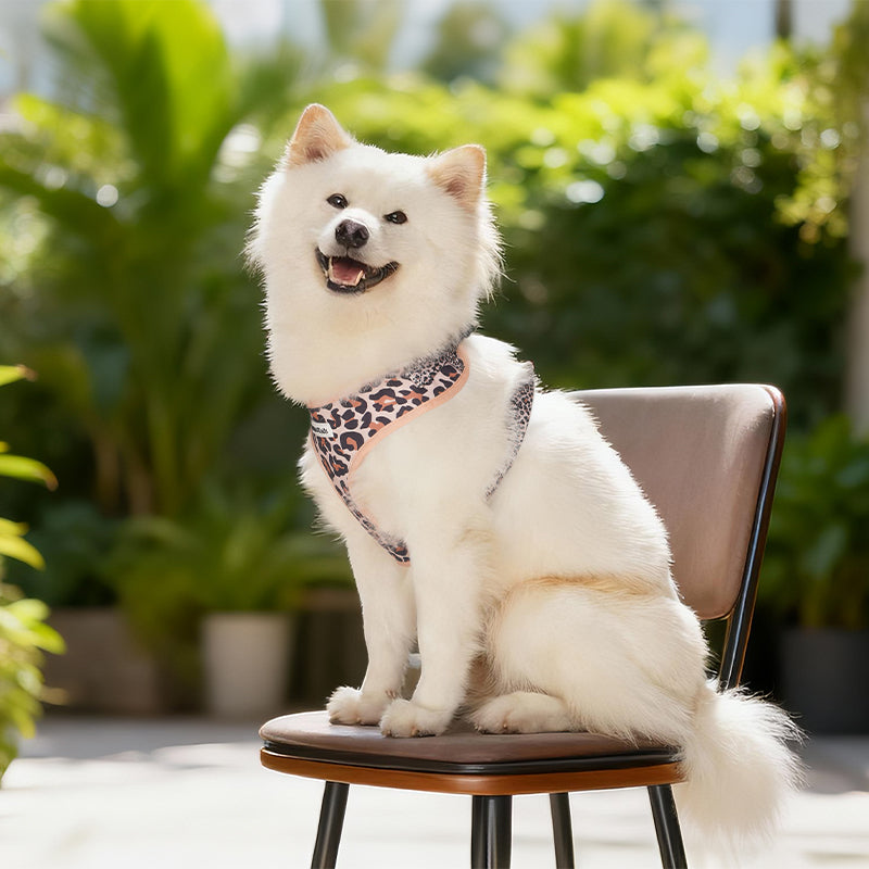 Leopard Print dog harness leash set as part of a complete dog and owner matching accessory set