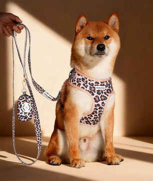 A medium dog ShibaInu Dog wearing a leopard harness as part of a complete dog and owner matching accessory set
