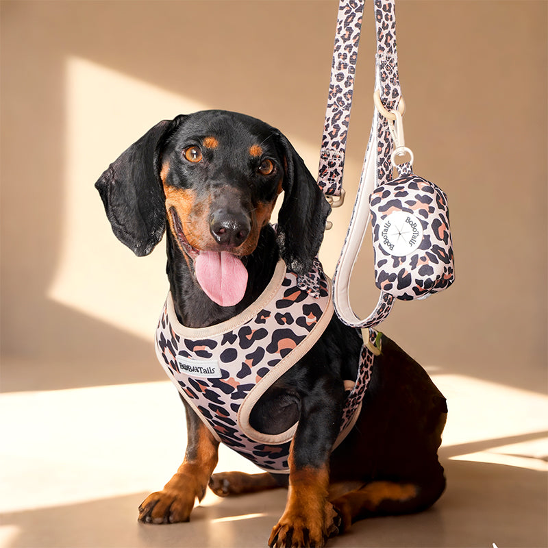A medium dog Dachshund wearing a leopard harness as part of a complete dog and owner matching accessory set