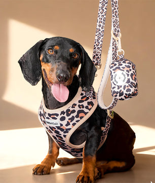 A medium dog Dachshund wearing a leopard harness as part of a complete dog and owner matching accessory set