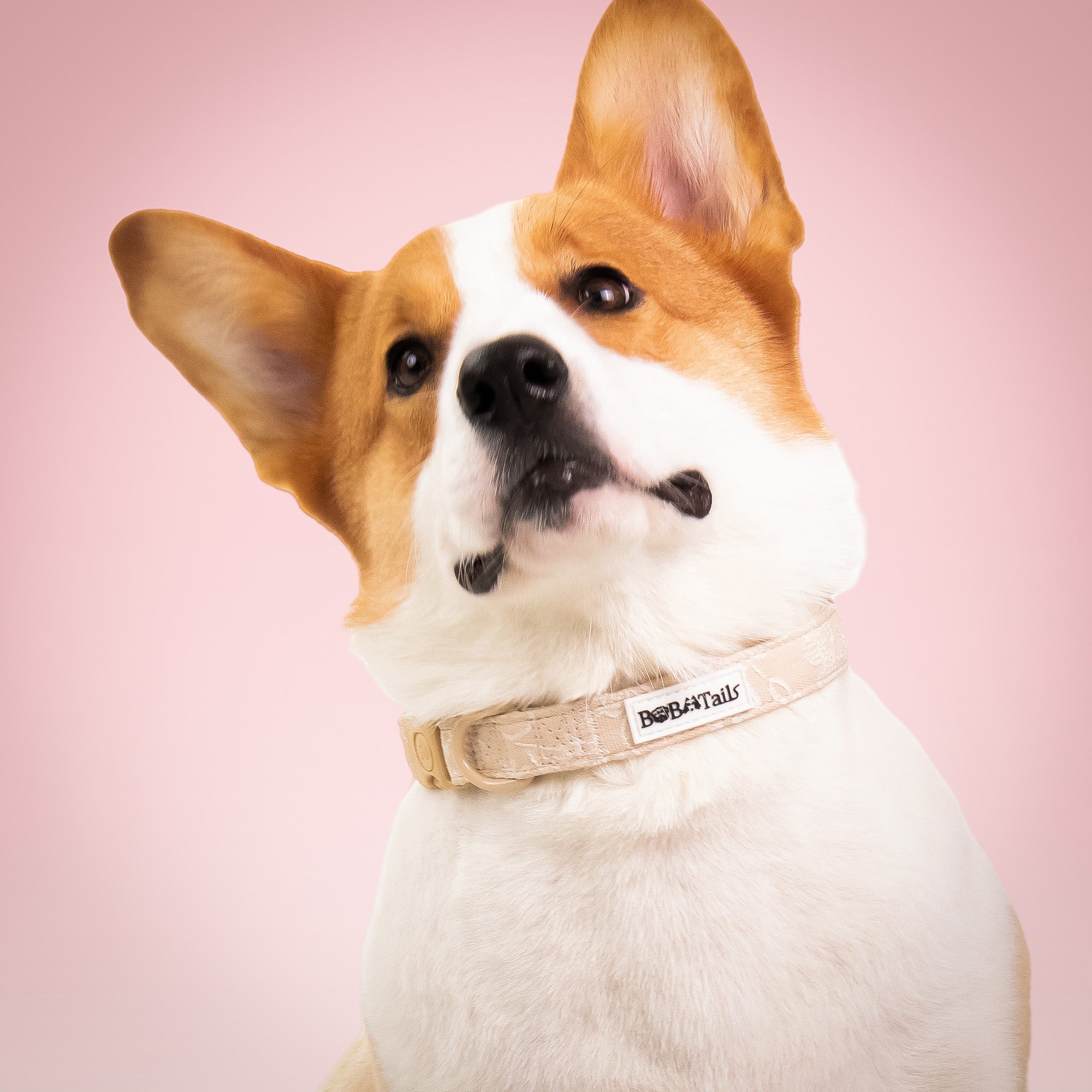 ปลอกคอสุนัข Morning Glory สำหรับมนุษย์