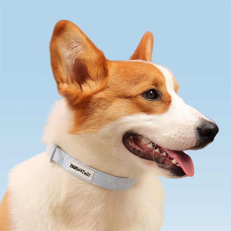 ปลอกคอสุนัขพิตบูลผักบุ้ง