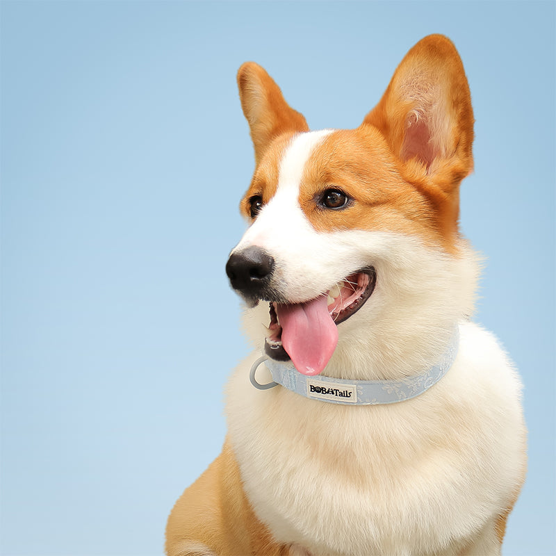 ปลอกคอสุนัขพิตบูลผักบุ้ง