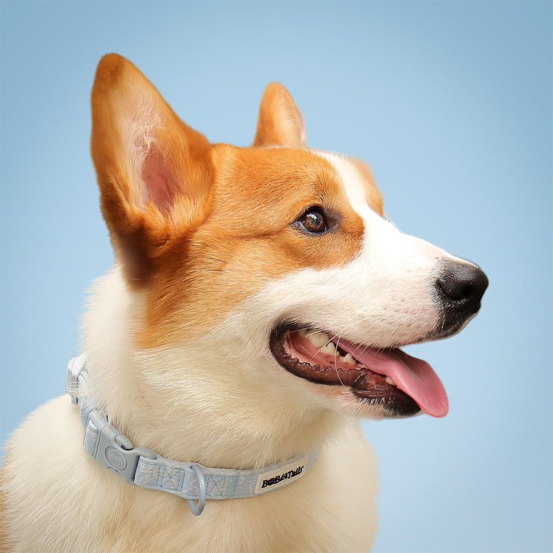 ปลอกคอสุนัขพิตบูลผักบุ้ง